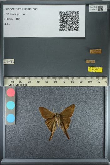 Media type: image;   Entomology 189193